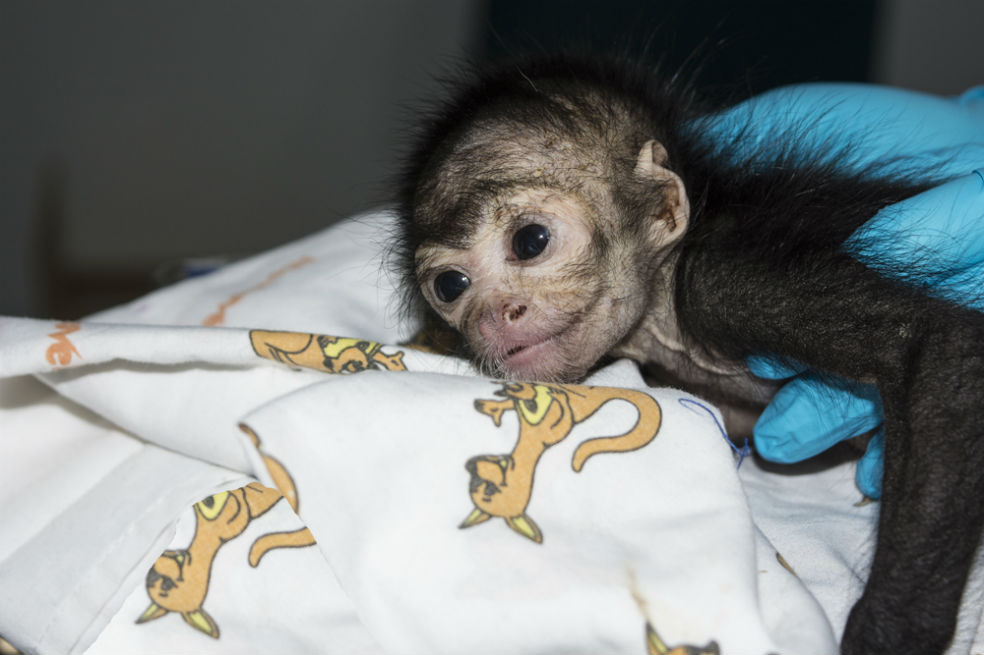 La conmovedora recuperación de Oliva, un mono araña bebé que estuvo al borde la muerte