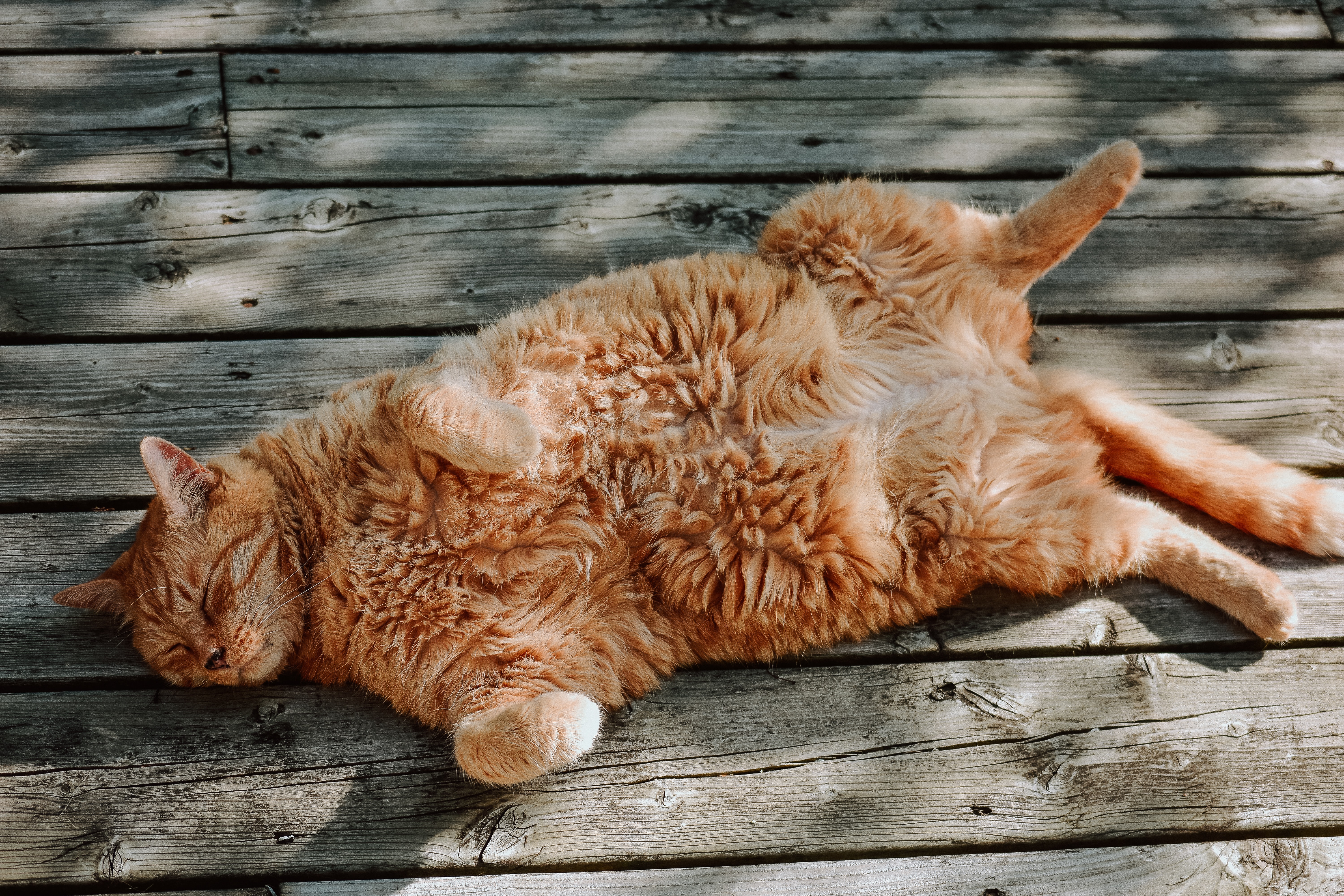 La razón por la que un gato se revuelca en el suelo cuando ve a su dueño