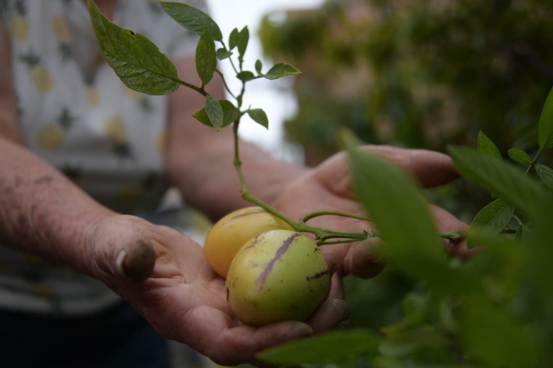 Desde hace un año, con empeño y dedicación, doña Elvia viene cultivando lechuga, perejil, pepino, pimentón, cebolla, tomate cherry y hasta frutas como duraznos y fresas. / Gustavo Torrijos