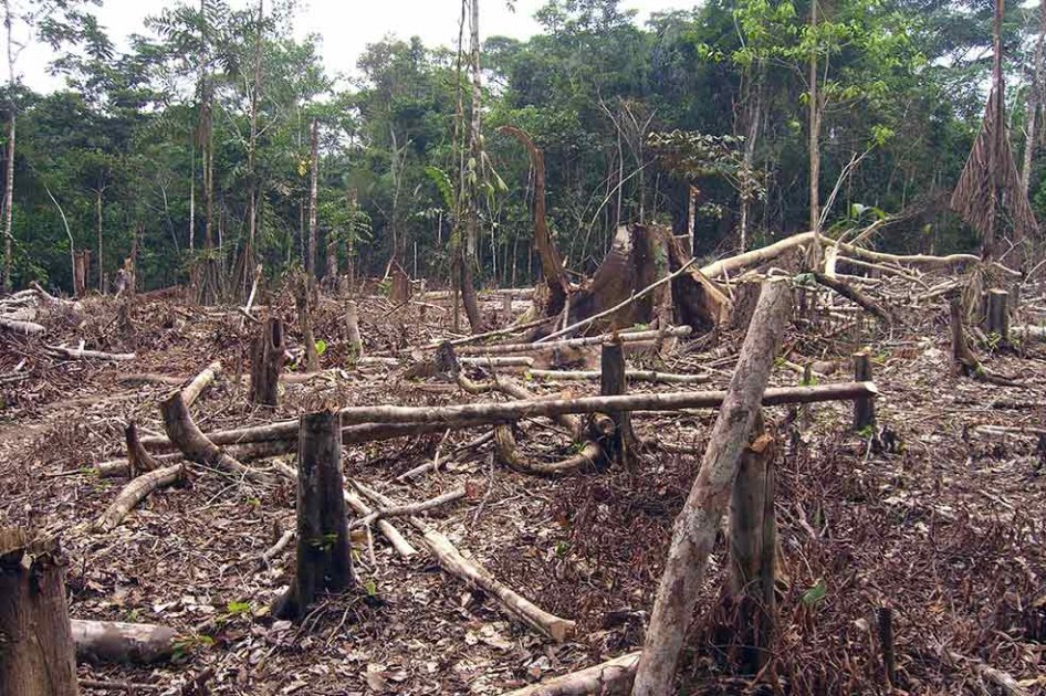 Deforestación aumentó 16%: Minambiente