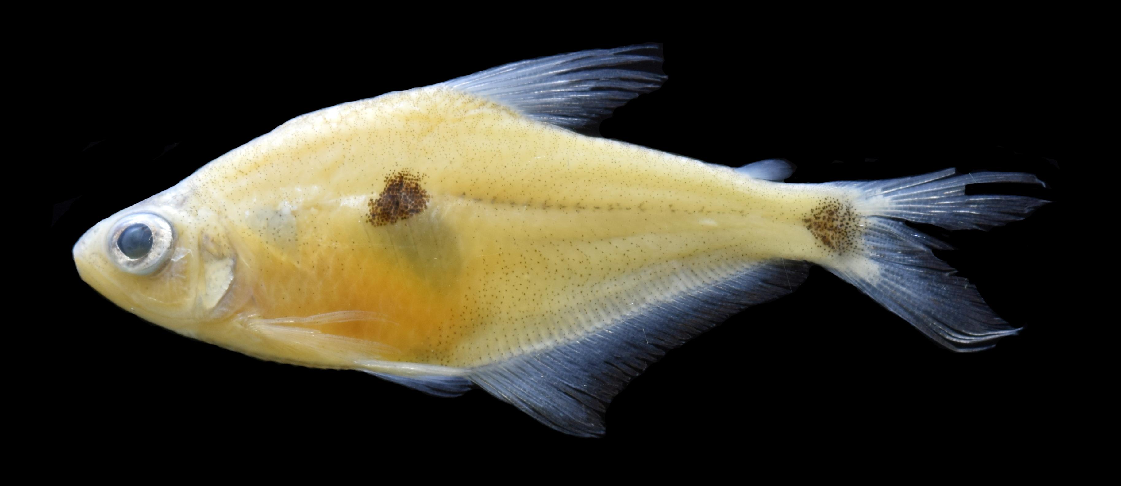 La especie Phenacogaster nukak se encuentra en el río Inírida, en la cuenca del Orinoco. Tiene una aleta dorsal que sube bastante, haciendo que su cuerpo parezca de forma triangular.