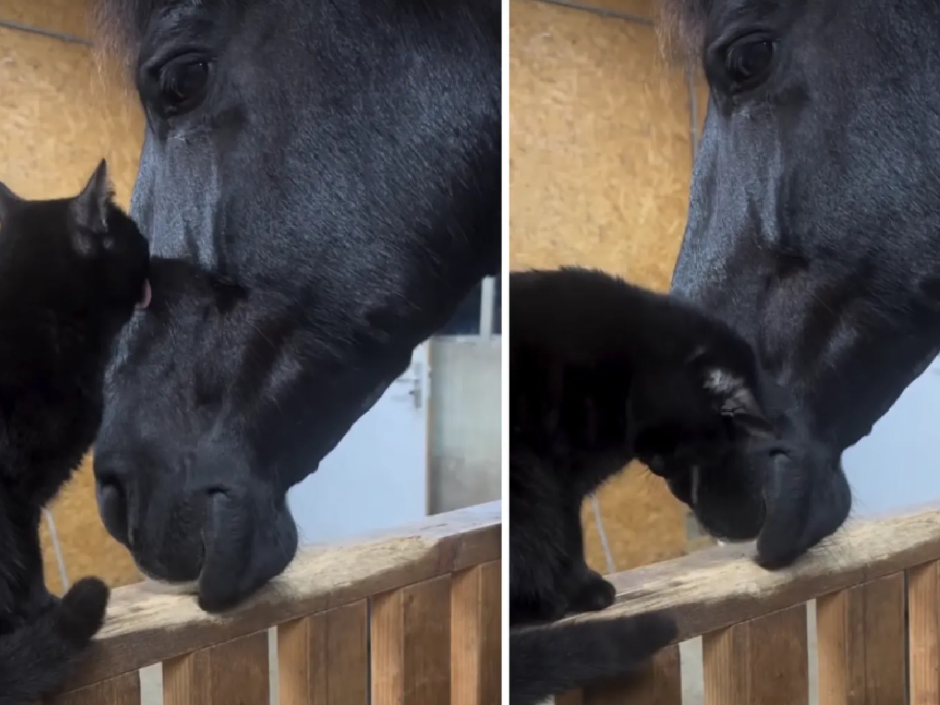 En video: inesperada amistad entre un gato negro y un caballo conquista las redes sociales