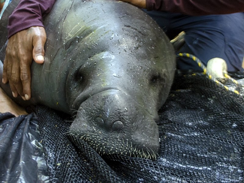 El manatí amazónico Moiechi duró dos años en proceso de rehabilitación.Foto: Fundación Omacha“En trabajo conjunto con Corpoamazonía, la Fundación Omacha, IKOZOA y el Resguardo TICOYA actualmente se está preparando la liberación de Moeichi para reintroducirlo en el sitio Ramsar Lagos de Tarapoto, localizado en el Resguardo indígena TICOYA en zona rural del municipio de Puerto Nariño, departamento del Amazonas, en Colombia”, informó la Fundación Omacha.