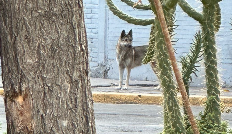 ¿Una “loba” en adopción? Dependiendo de las autoridades podría encontrar un hogar