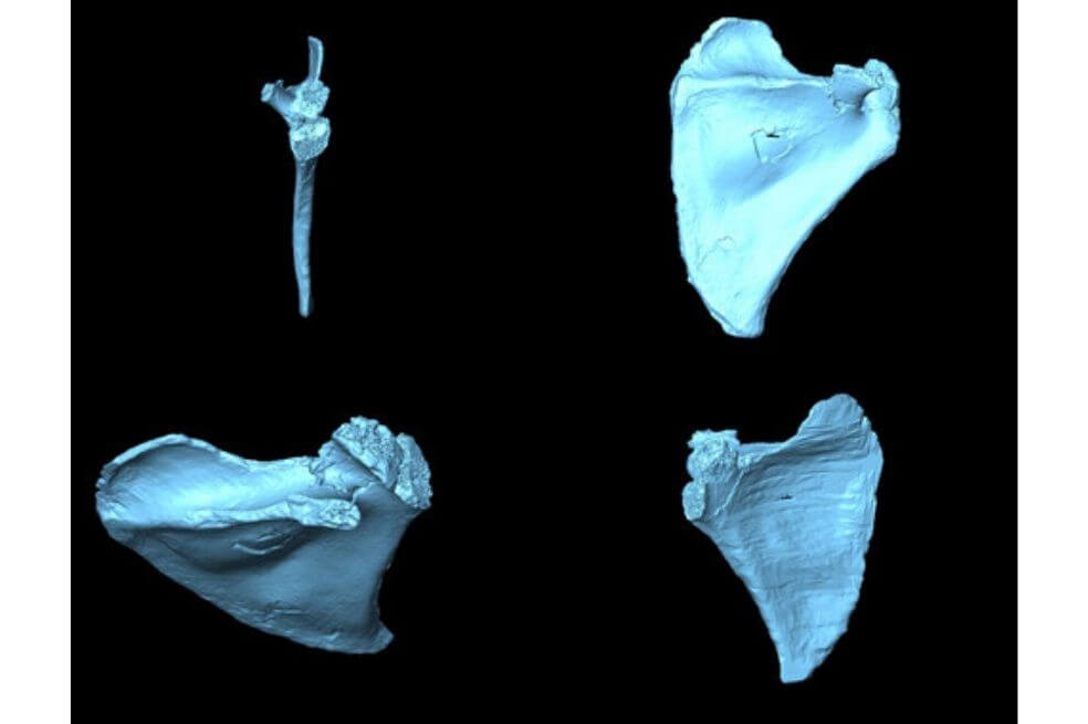 Así era la espalda del ‘Homo antecessor’
