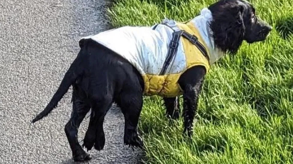 Perrita con seis patas fue operada con éxito y ahora busca un hogar definitivo