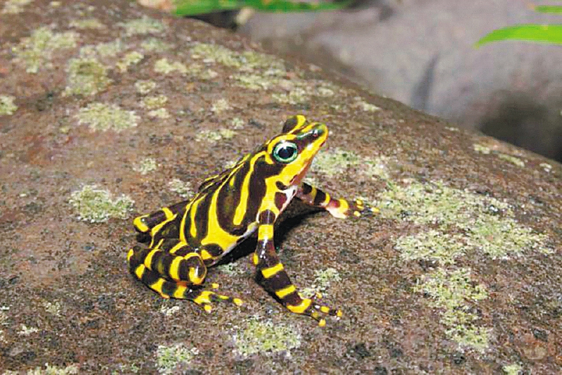 Algunas especies de ranas venenosas, por ejemplo, han evolucionado para alimentarse principalmente de hormigas y ácaros que producen compuestos tóxicos, utilizando sus lenguas pegajosas.