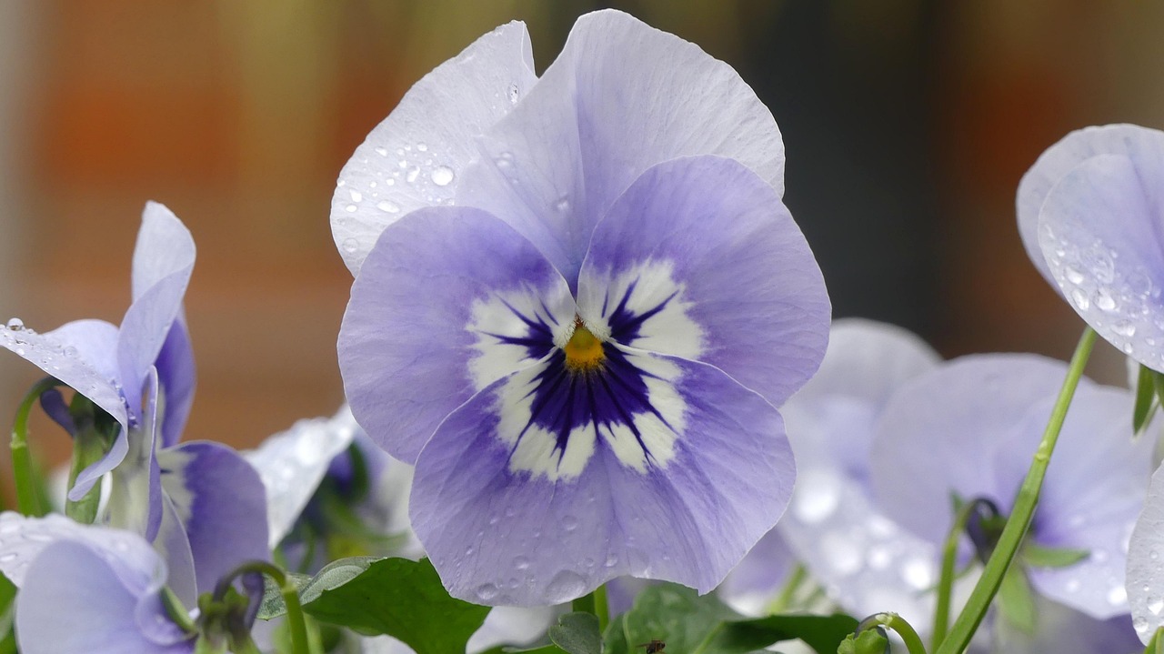 Flor pensamiento o viola: variedades, cuidados y características
