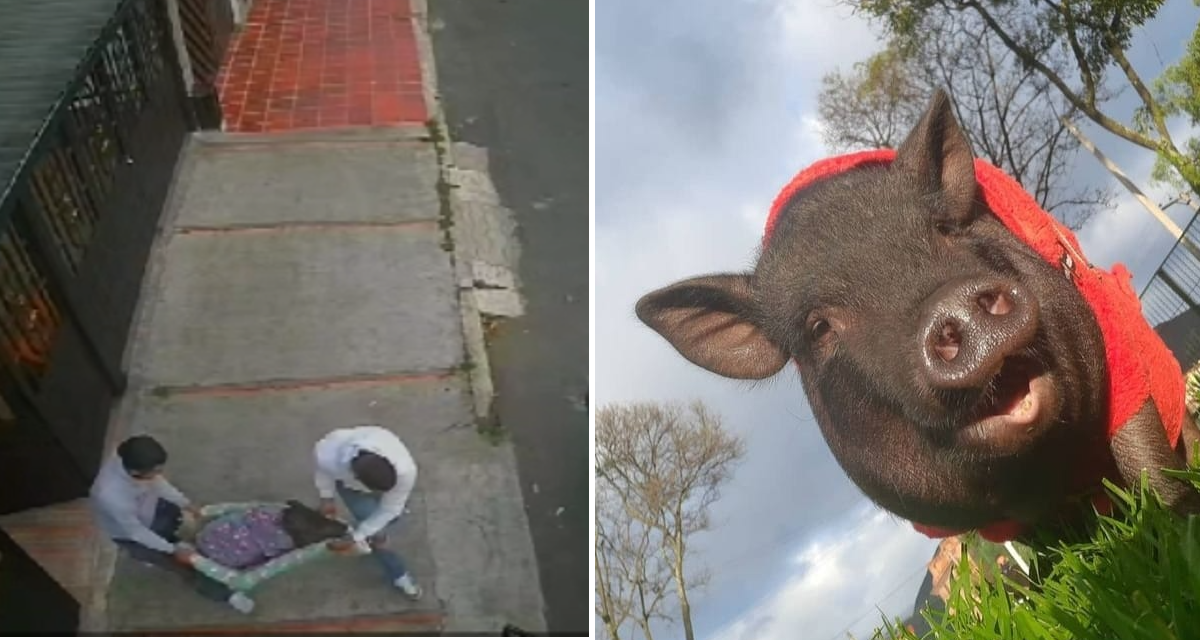 En un Mazda se habrían llevado a Charlie, minipig robado en Ciudad Jardín