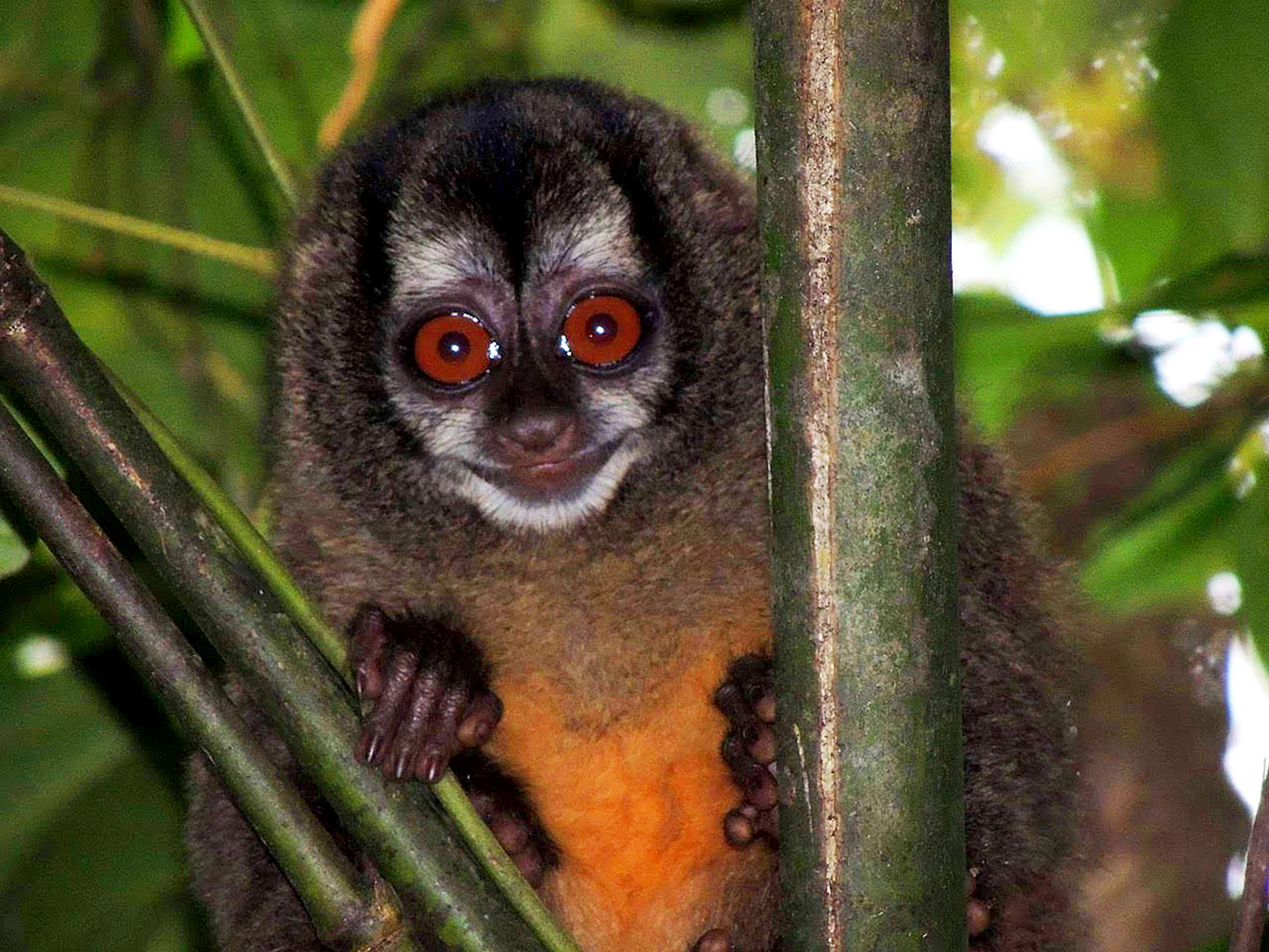 La deforestación ha reducido el hábitat de los monos en Colombia, según el primer atlas de primates