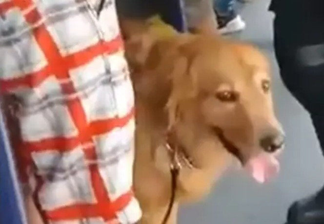 Denuncian que bus del MIO en Cali le negó acceso a un perro guía: empresa responde