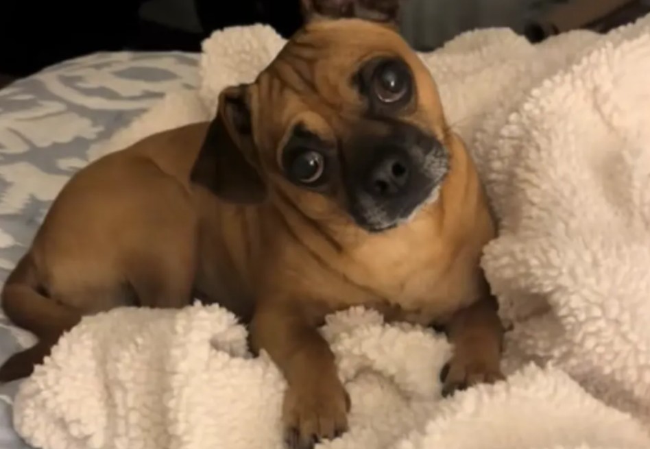 Mujer buscaba la raza de su perro, pero la prueba de ADN le reveló una sorprendente historia