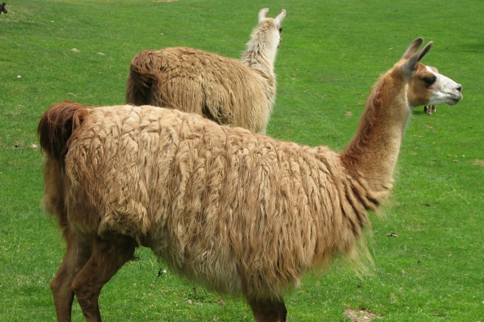El ingrediente para una vacuna universal contra la gripe podría estar en las llamas