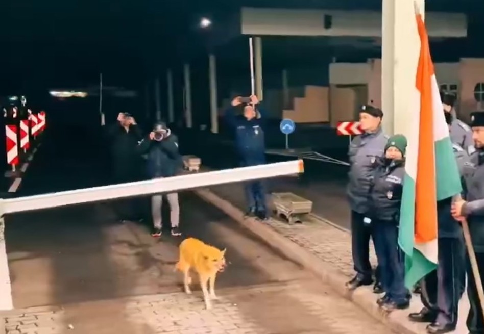 Perro se convierte en estrella al cruzar frontera entre Hungría y Rumania (video)