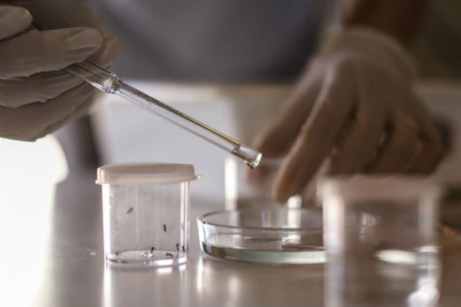 OMS está seleccionando las investigaciones más avanzadas para tratar el zika