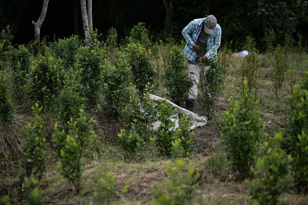 EE. UU. le pide a Colombia expandir la erradicación de cultivos de coca