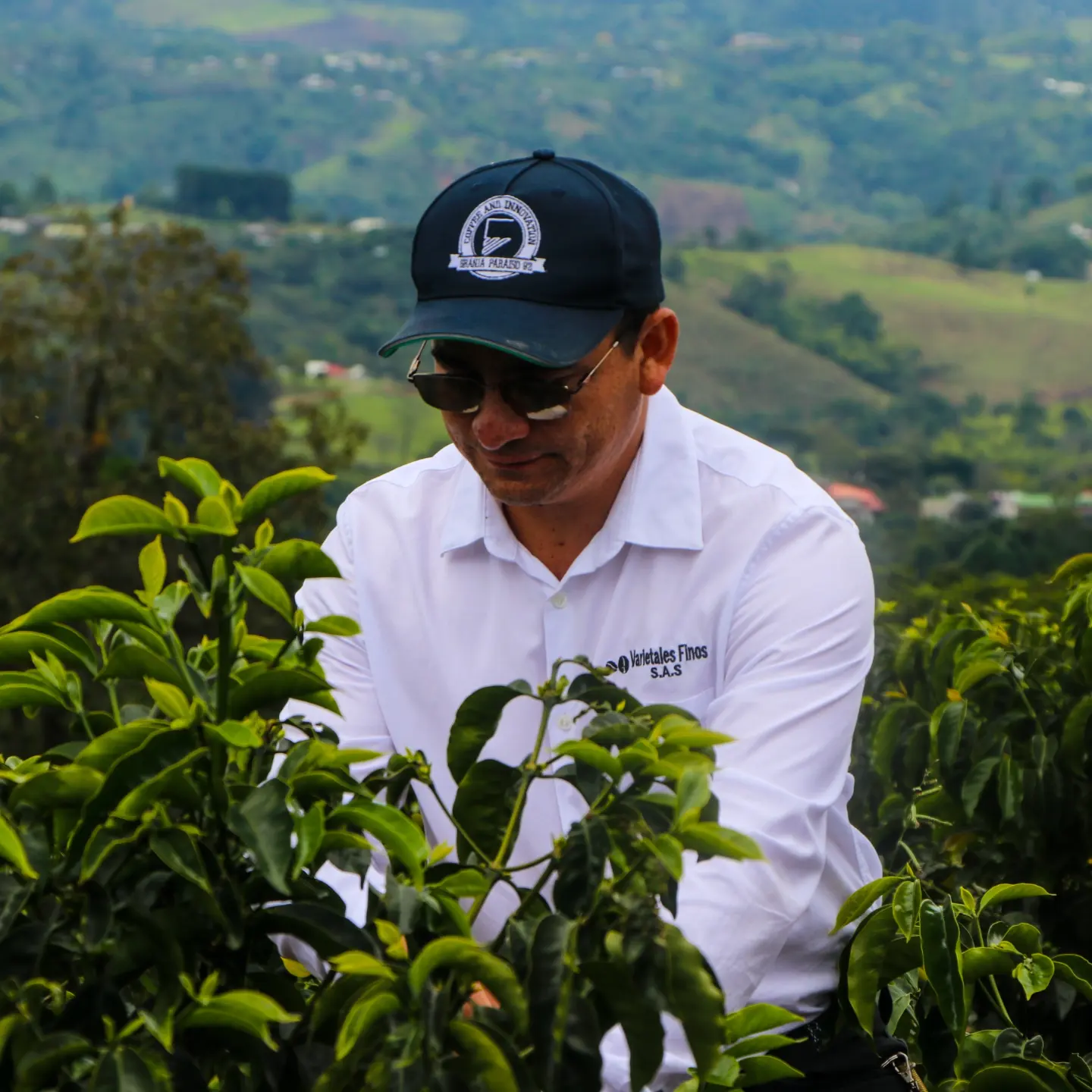 En la finca Granja Paraíso 92 cultivan 36 variedades de café.