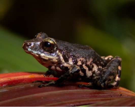 Descubren una nueva especie de rana que habita los bosques nublados de los Andes