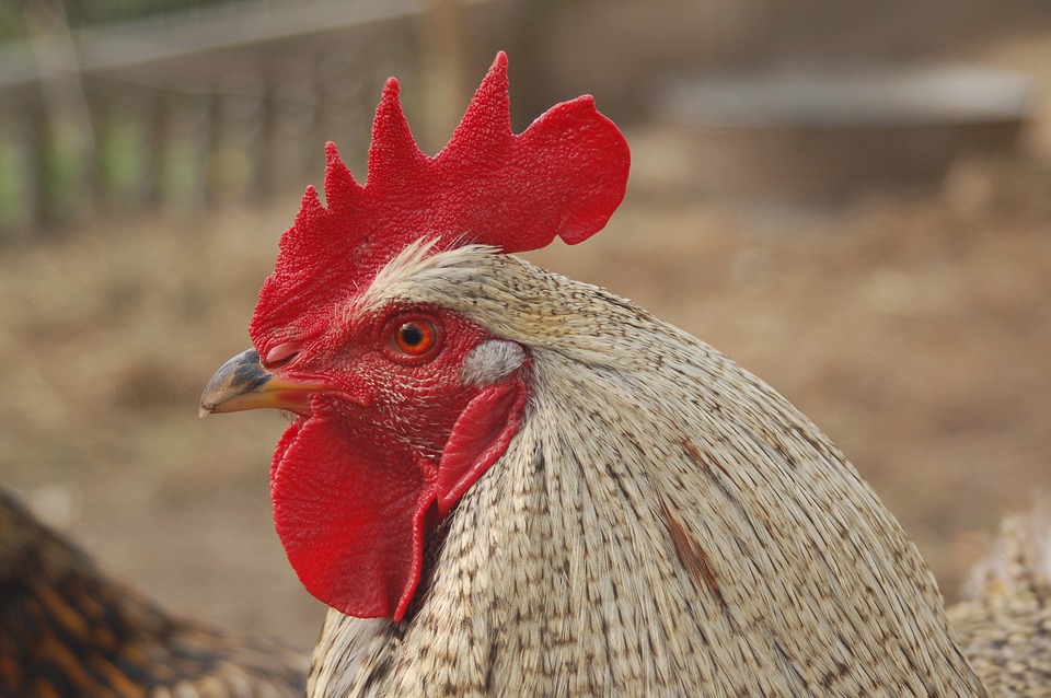 Las peleas de gallos, un deporte de moda en las regiones kurdas de Siria