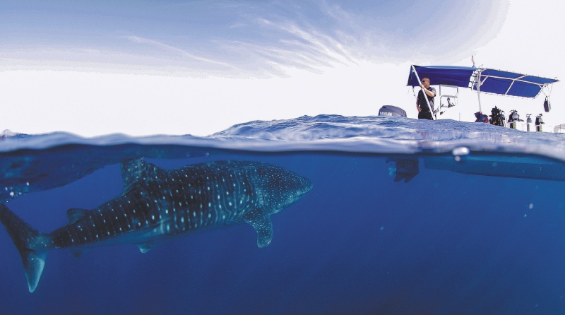 Tiburón ballena nada cerca de una embarcación de buzos durante una expedición de Pristine Seas a Malpelo, en el pacífico colombiano. / Manu San Félix - National Geographic Pristine Seas