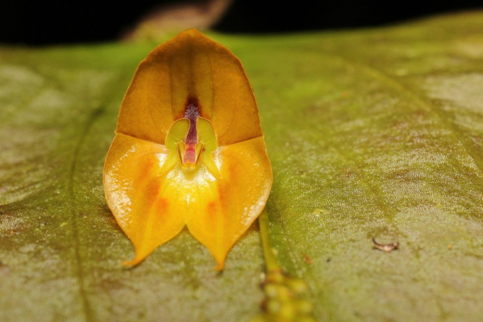 Descubren una rara especie de orquídea gigante en Ecuador