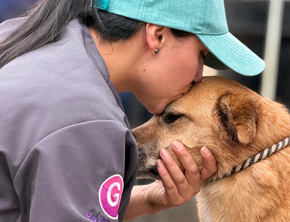 Donar tiempo para ayudar a perros y gatos sin hogar: el valor del voluntariado animal