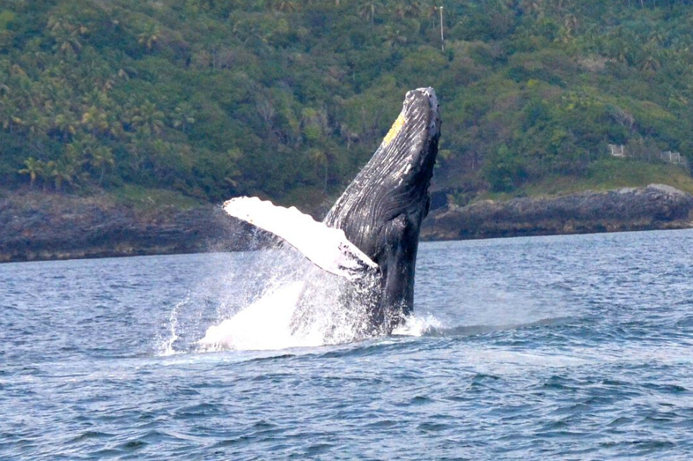 42 municipios llenos de riqueza natural y cultural. Avistamiento de aves y de ballenas, música, gastronomía y deportes extremos, este departamento cuenta con un amplio portafolio de actividades para toda la familia.