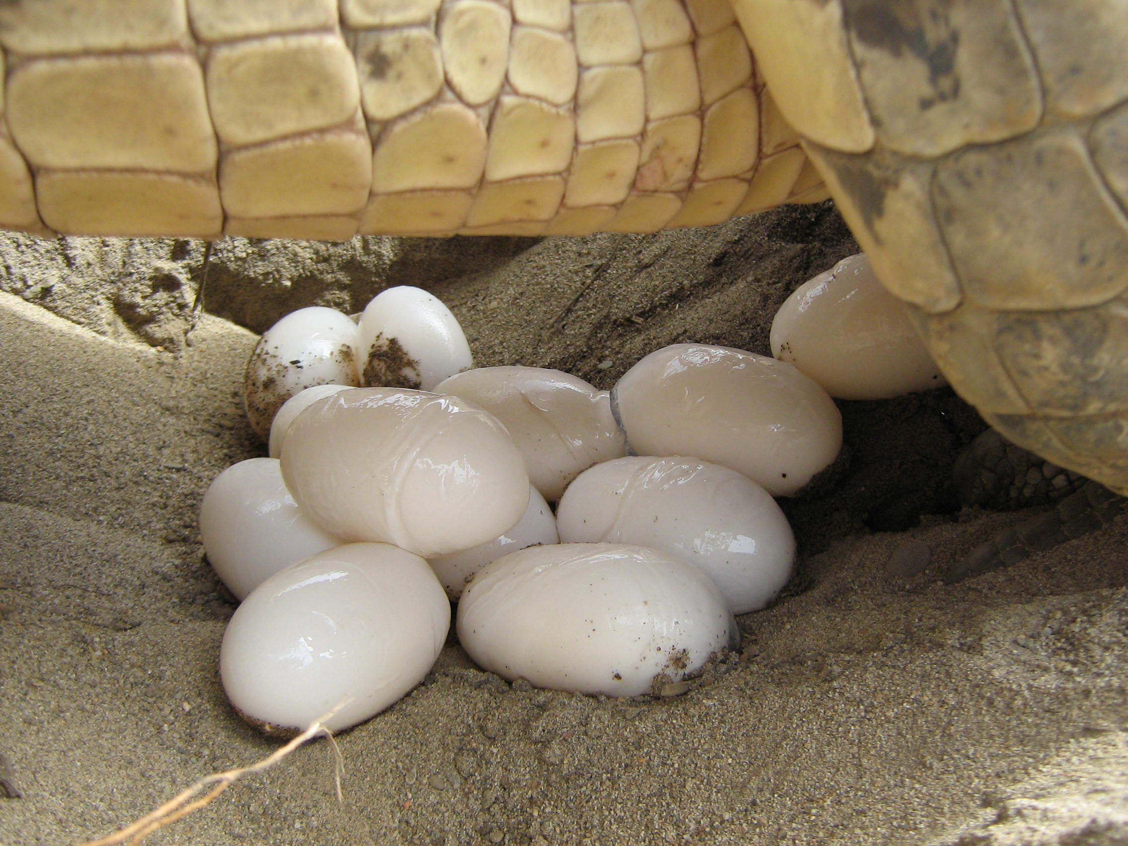 Se redoblarán esfuerzos para disponer anualmente de 100 cocodrilos de más de 1,20 metros para su liberación en el medio natural. /(C) Willington Martínez-Barreto y (C)  Estación de Biología Tropical Roberto Franco.