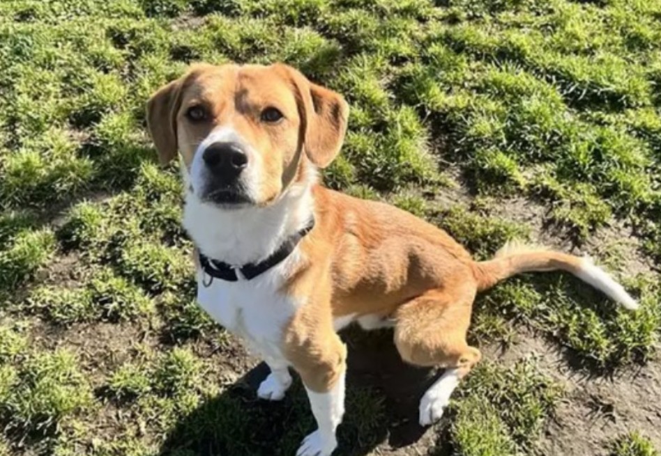 Perro arrastrado por camión encontró familia para siempre: esta es la historia