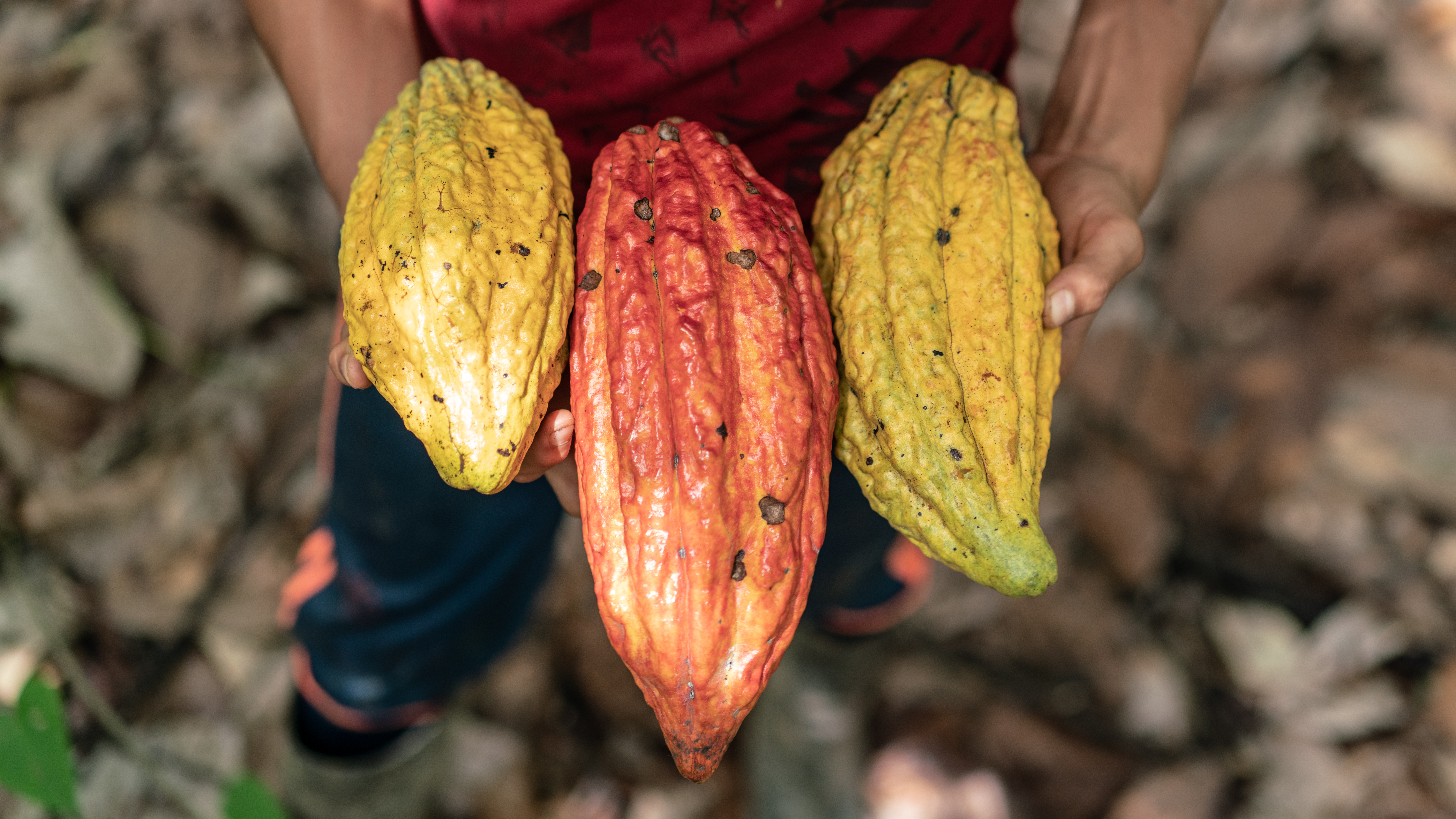 Cacaoteros en San Vicente del Caguán le apuestan a la conservación de bosques