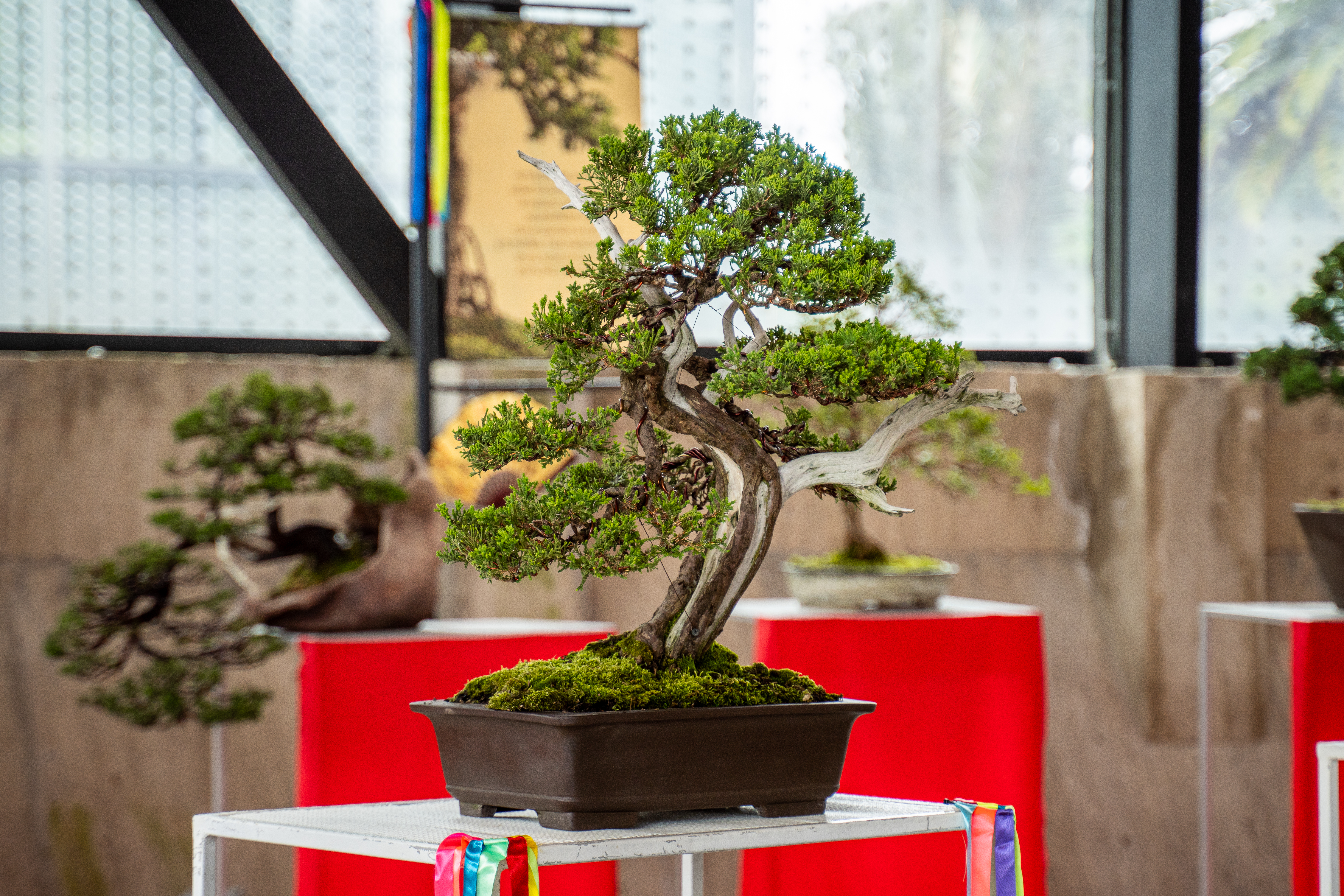 El evento combinará tradición japonesa, especies nativas, arte, música y experiencias sensoriales en espacios como el Domo Educativo y el Biodiversario.