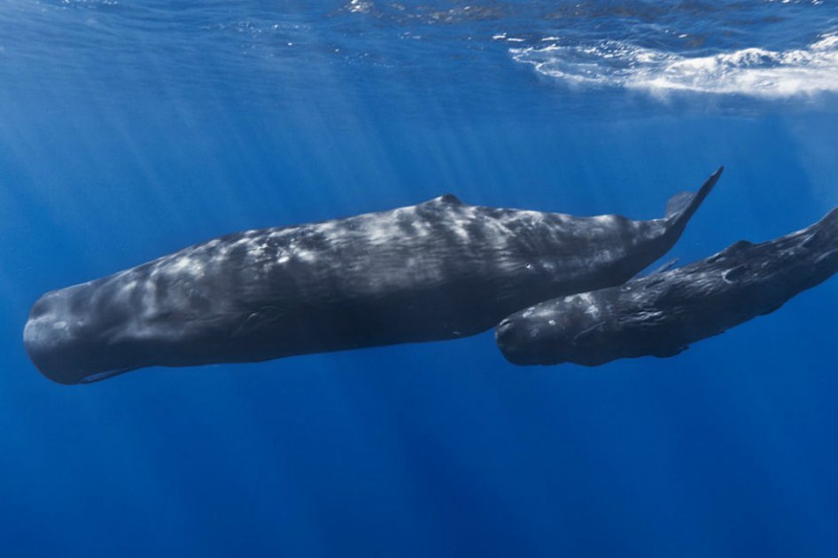 El pescador que se hizo millonario con el vómito de una ballena