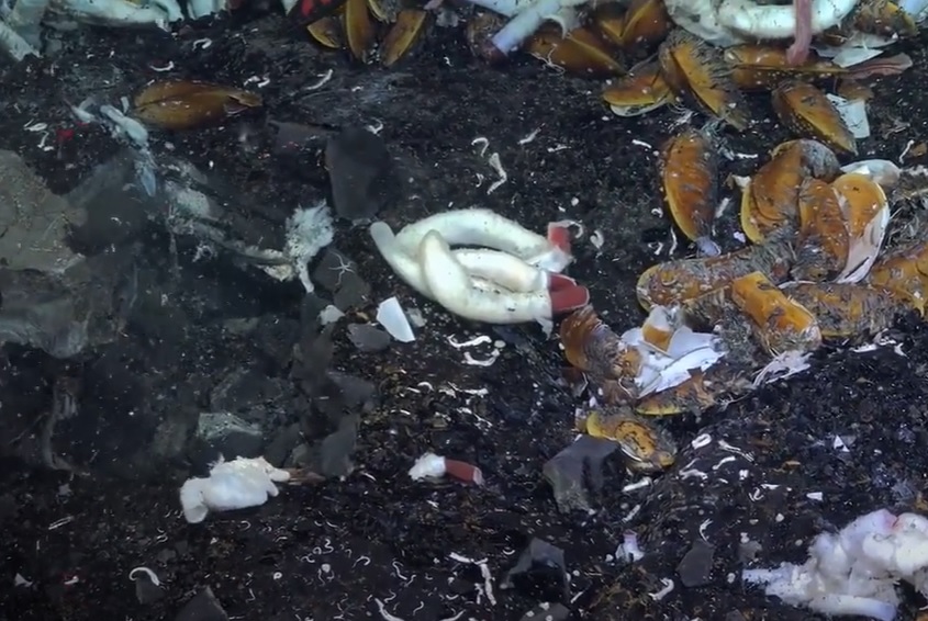 La sorprendente vida animal en el fondo marino que halló un grupo de científicos