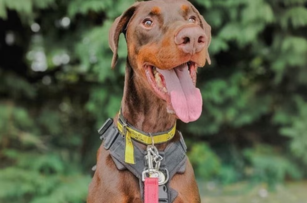 “Un milagro de navidad”: Jake es adoptado tras 850 días en un refugio