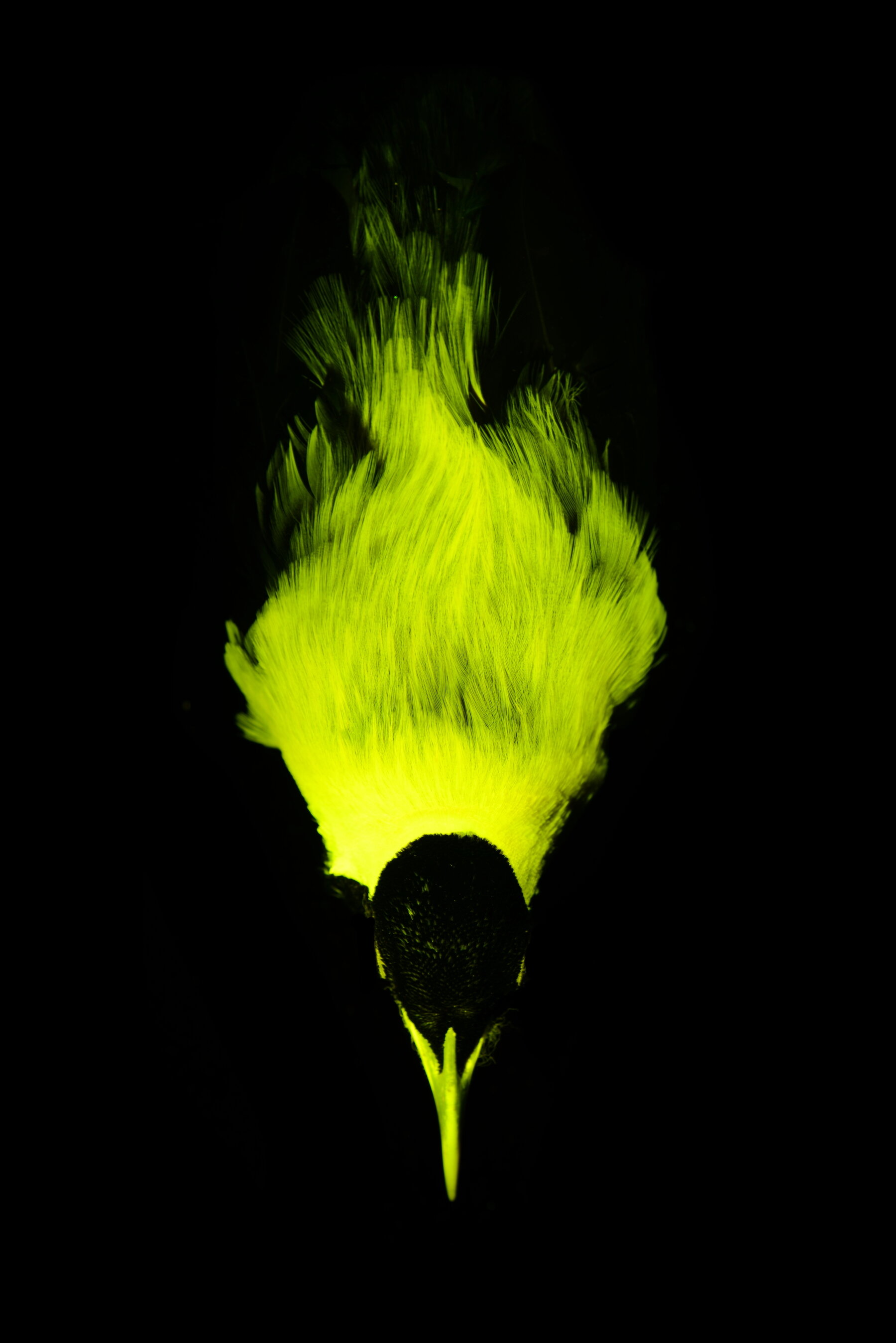 Las aves del paraíso no solo tienen plumas vistosas: también brillan en la oscuridad