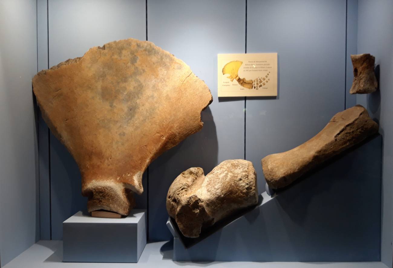 La caza de ballenas en la antigua Europa hizo que dos especies de extinguieran