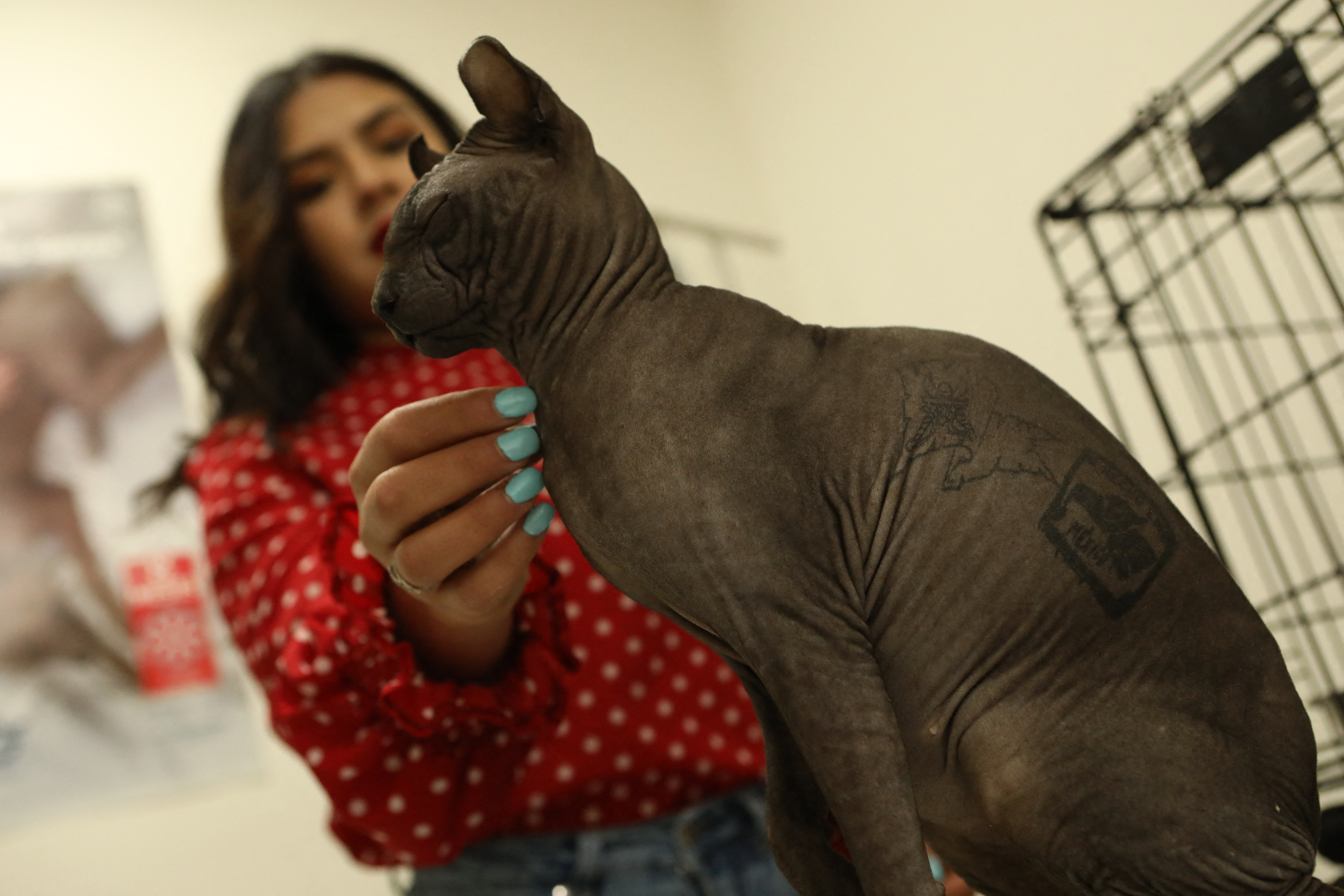 Gato tatuado