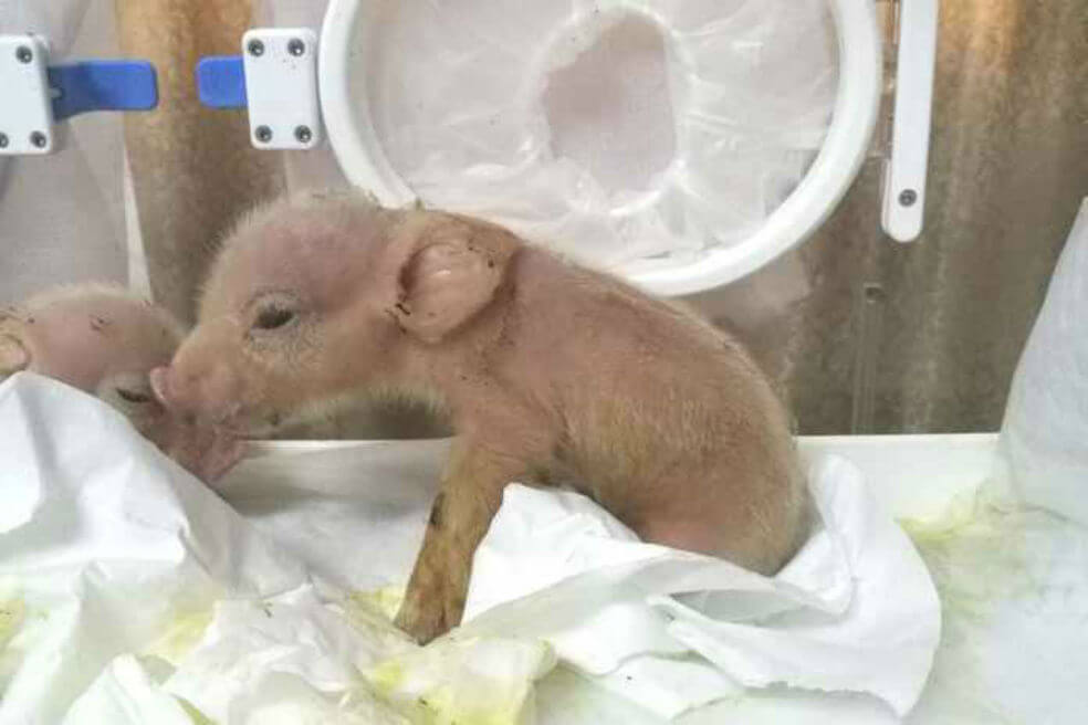 Crean una quimera en China: nacieron dos cerdos con células de monos