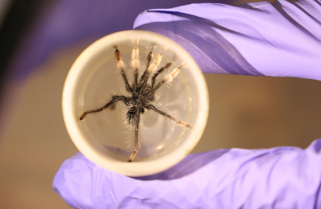 En total se hallaron 143 tarántulas 'Mygalomorphae'.