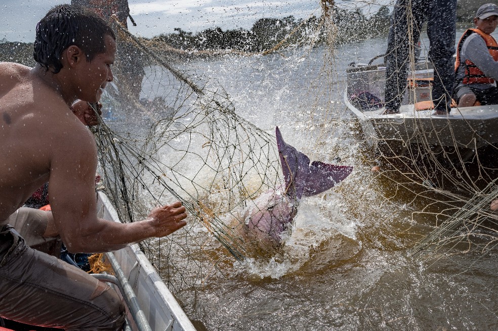 Finalmente, el equipo logra capturar un delfín. El siguiente paso es subir al delfín al bote. Los poderosos animales pueden pesar más de 150 kg, por lo que el procedimiento requiere una estrategia cuidadosa y mucha fuerza.