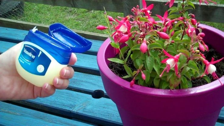 Vaselina en plantas: ¿para qué sirve y cómo usarla?