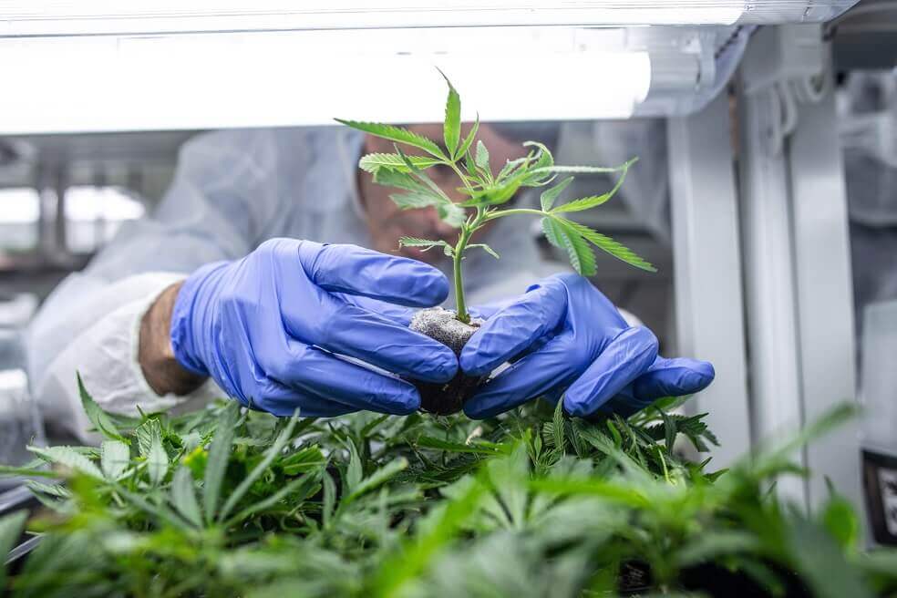 Cannabis medicinal es legal desde hoy en Portugal