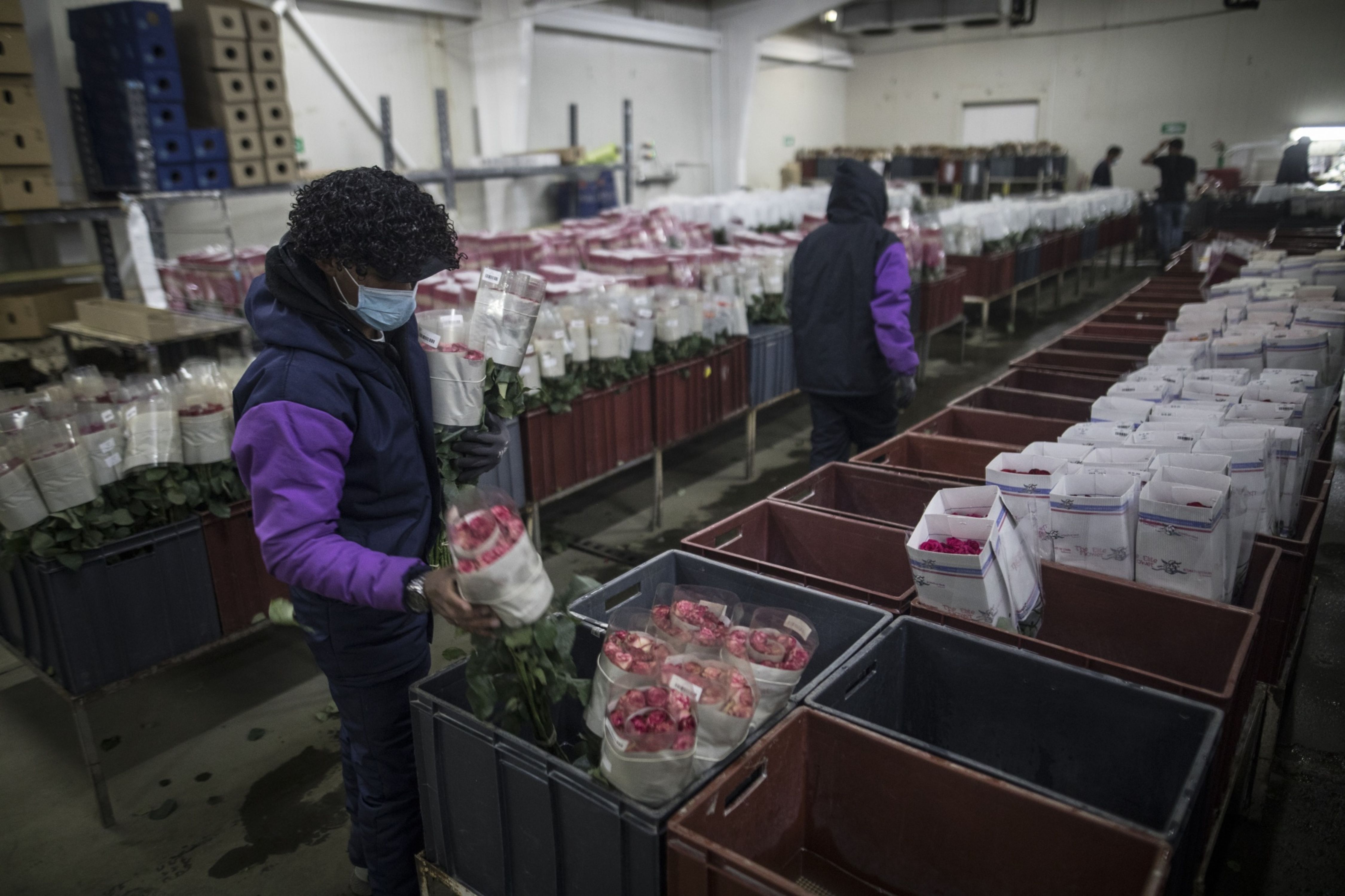 San Valentín representa 20.000 empleos adicionales para floricultores nacionales