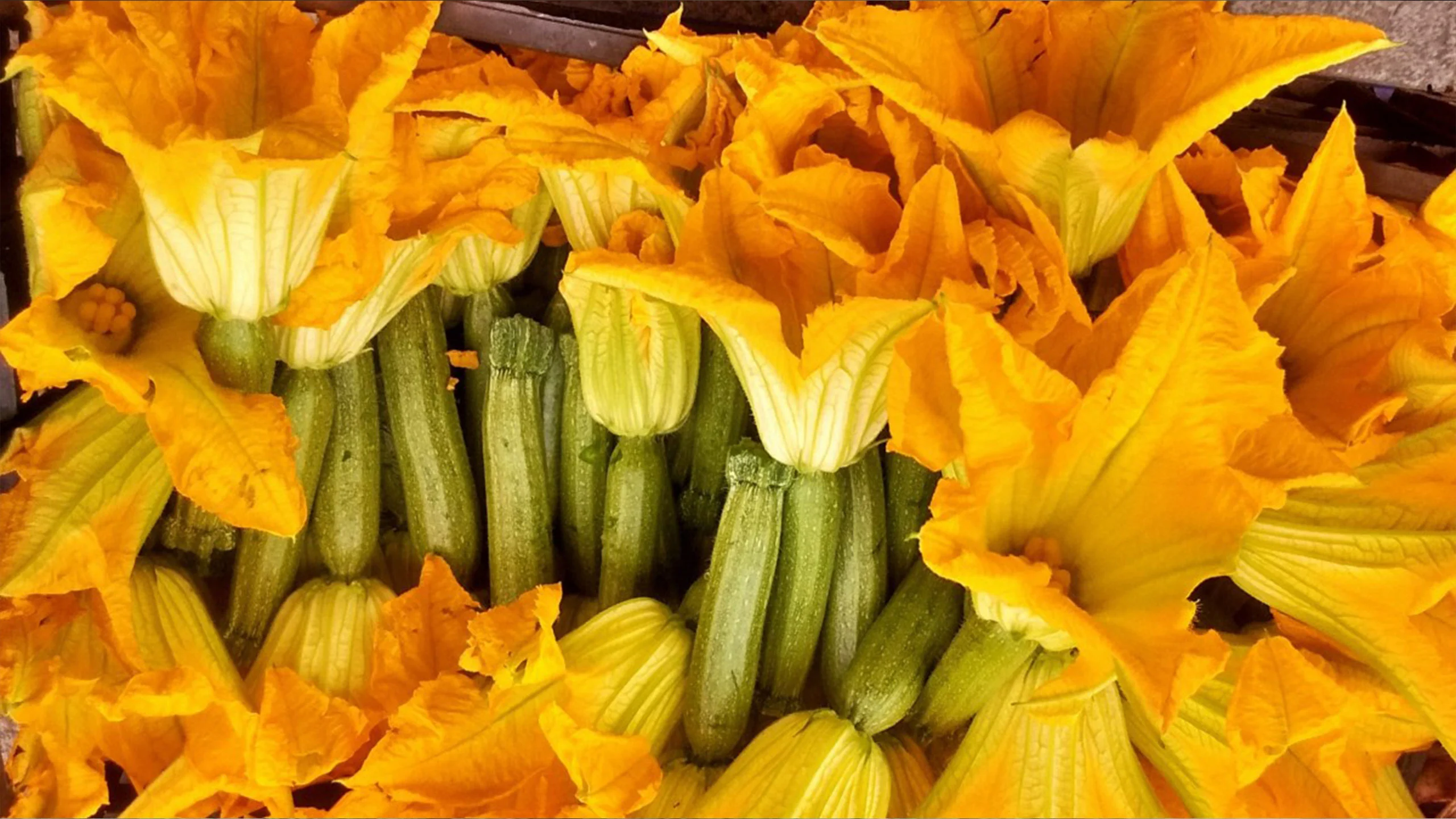 La flor de calabaza es una flor comestible de color amarillo anaranjado, con pétalos delicados y una textura suave. Proviene de plantas del género Cucurbita, como calabazas y zucchinis, y se distingue por su sabor sutil y ligeramente dulce. Se utiliza en diversas cocinas tradicionales, tanto en platillos frescos como cocidos.