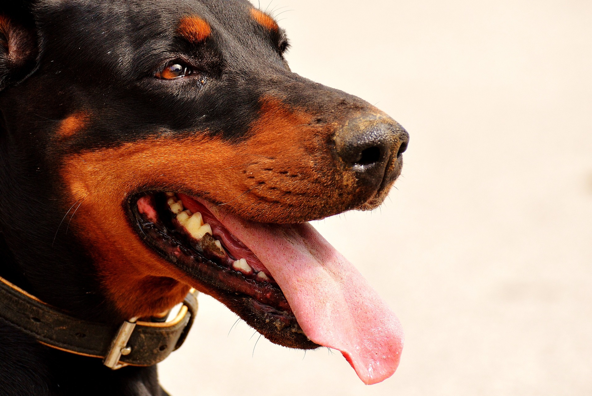 ¿Qué colores ven los perros? Los misterios de la visión canina