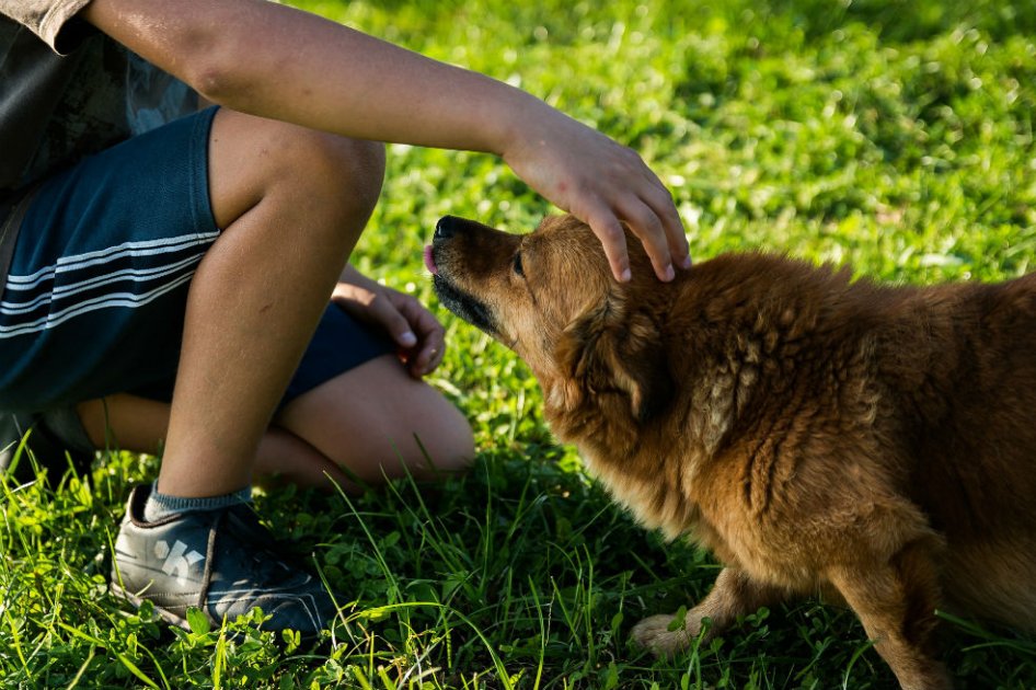 ¡Comprobado! Los perros sí entienden las palabras y además la entonación