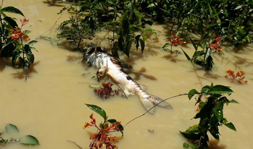 Comunidades reafirman denuncias de «ecocidio» en el río Nechí