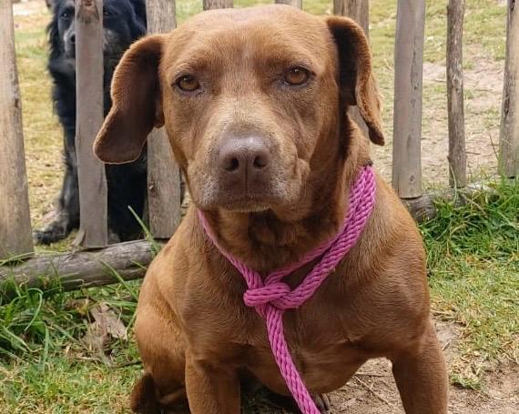 Tras cuatro años en un refugio, Canela no pierde la esperanza de tener un hogar