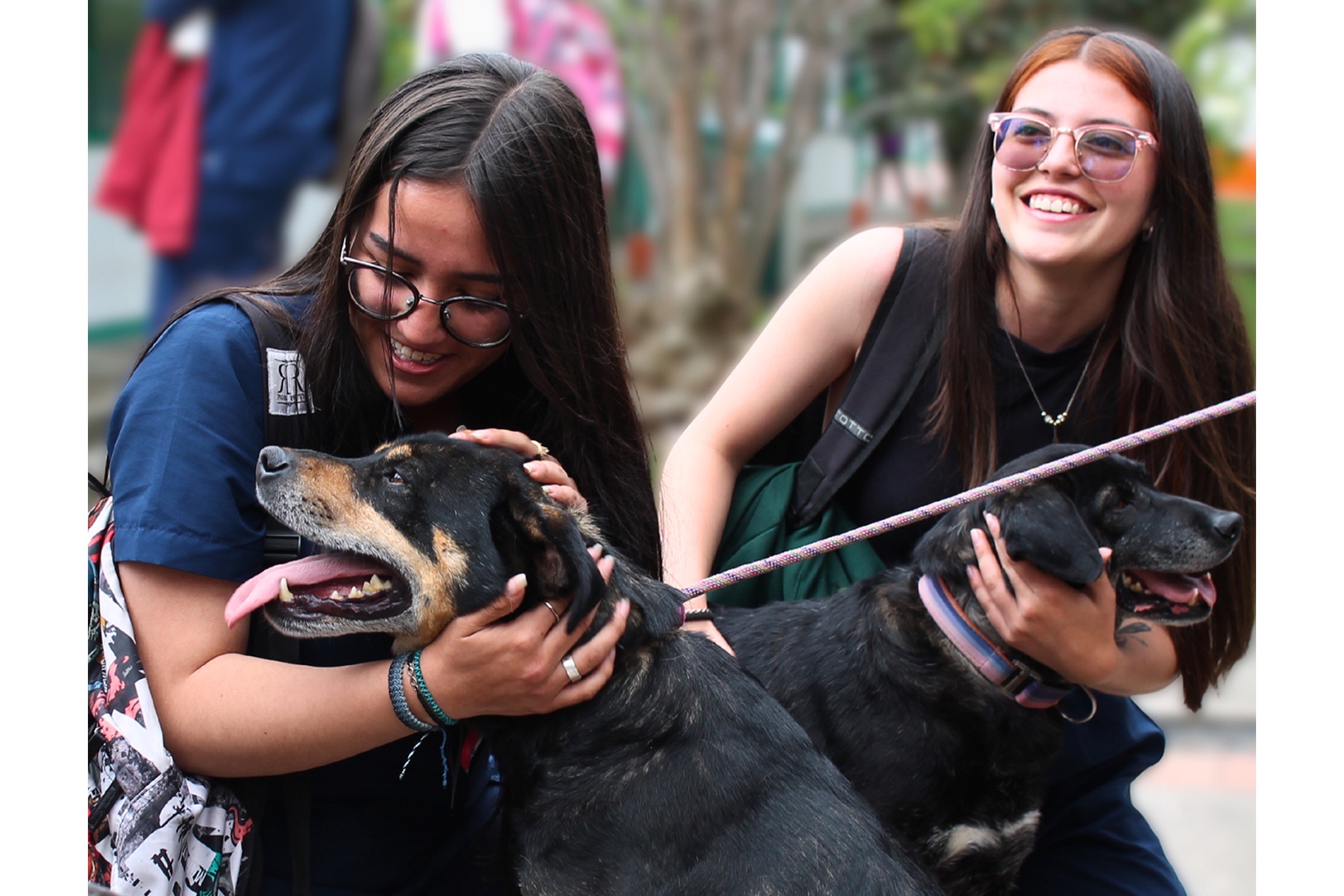 La tenencia responsable de mascotas en Bogotá es un compromiso social urgente