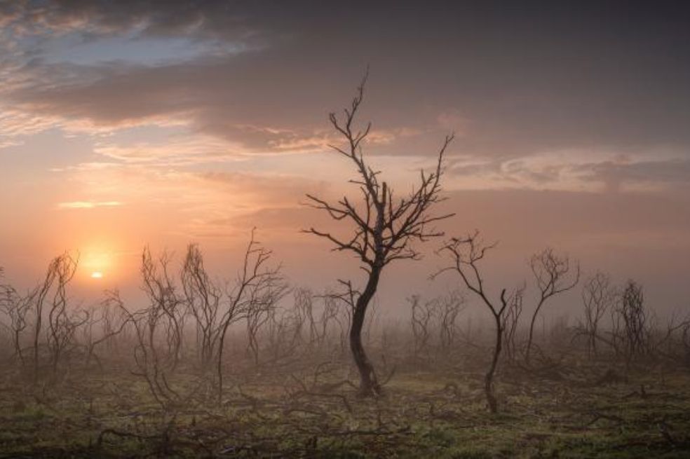 Ganador general: El fotógrafo Mik Dogherty describió que “la imagen la tomó después de un gran incendio cerca de Beaulieu en New Forest  (...) Algunos meses después, la mayoría de estos restos quemados de aulagas y del árbol solitario ya han desaparecido”.